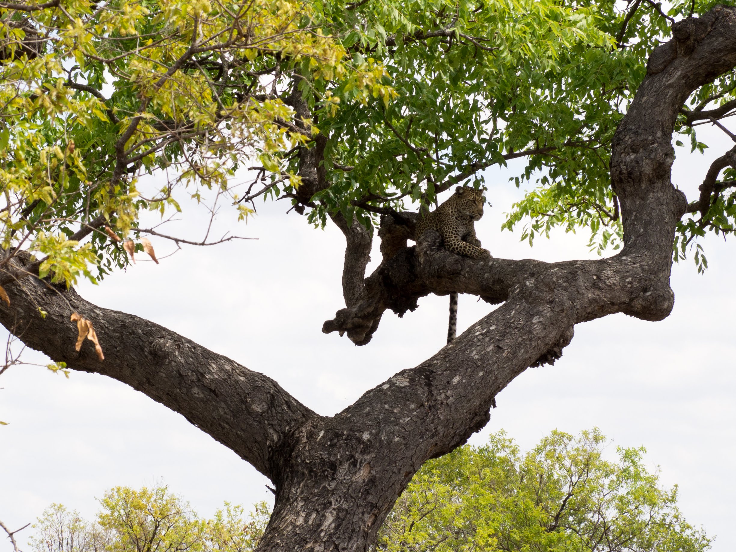 12 Days Tanzania Wildlife Nature, Selous, Ruaha +Udzungwa + Mufindi & Mikumi